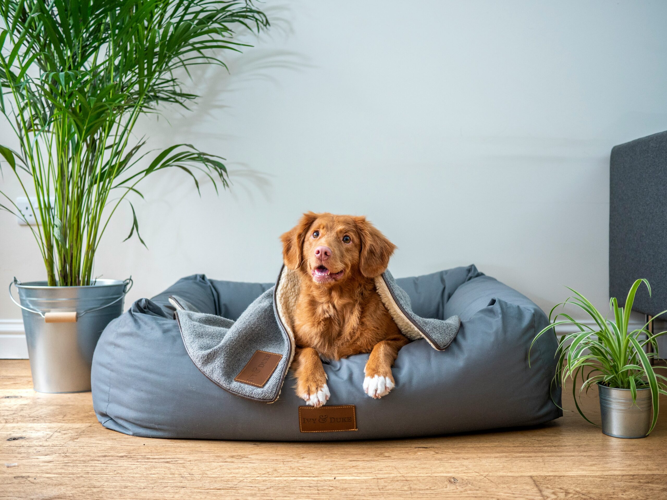 犬飼いへのプレゼント特集。冬の犬用グッズ。