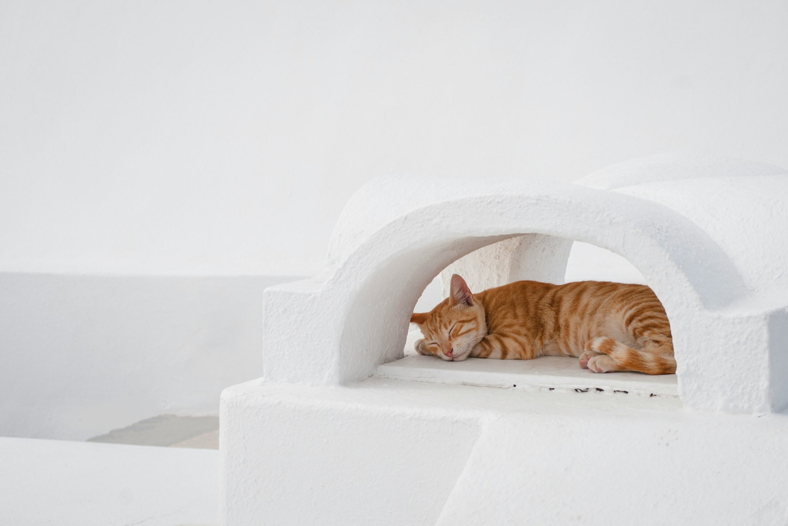 健康的で幸せそうな猫が窓際のベッドでくつろぐ様子。猫は毛並みが整い、快適な生活を象徴している。背景には緑の植物があり、自然で健康的な環境をイメージ。