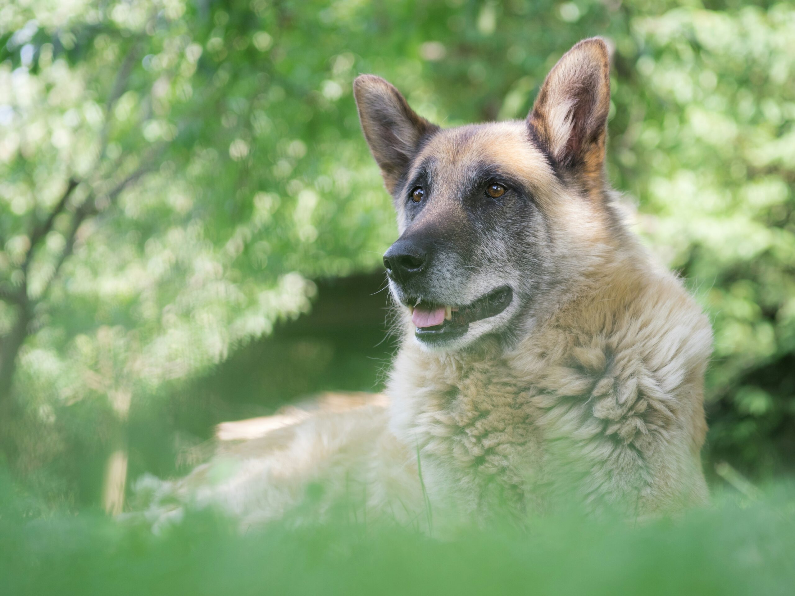 認知症になりにくい犬種は？認知症予防方