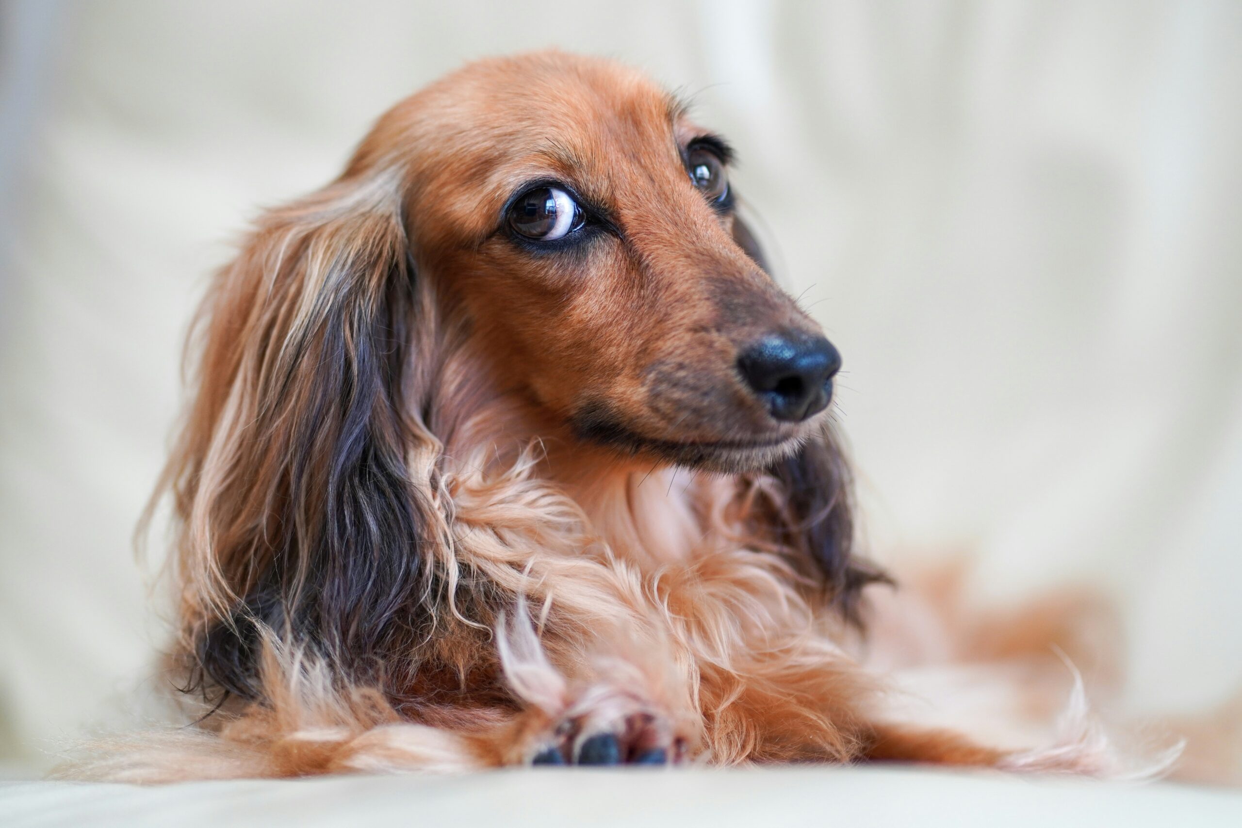 犬の睡眠妨害の原因