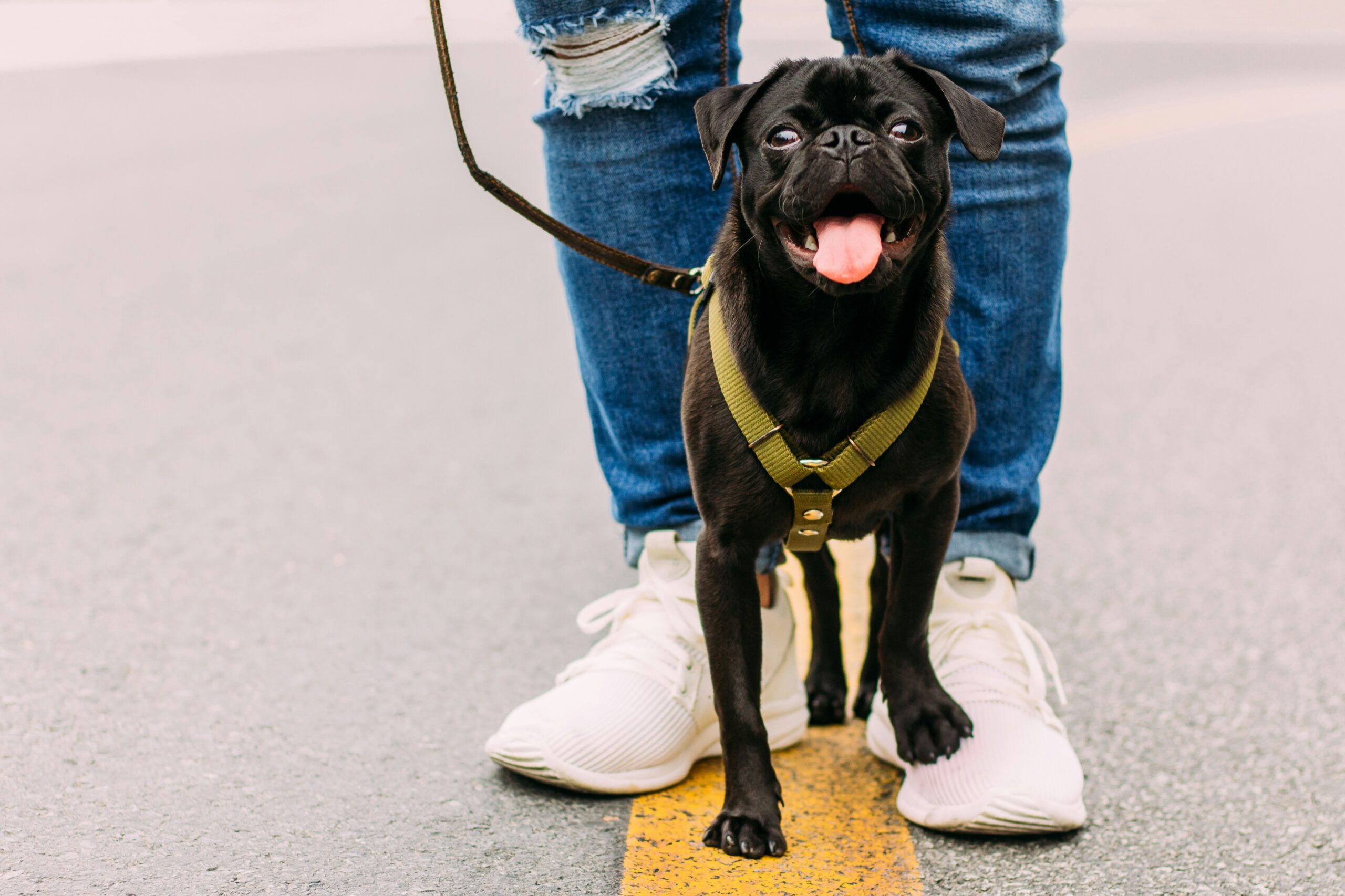 犬の散歩での肌擦れを予防するペルロスハーネス