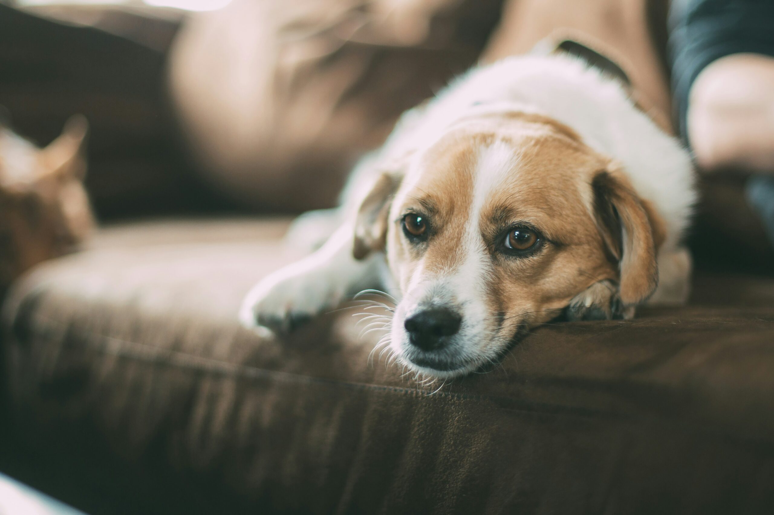 愛犬の冬支度